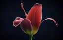 `[bv   bh  ubN ʐ^̕ǎ A JX^ǎ Aǎ JX^ǎ PHOTOWALL / First Tulip (e337052) \Ă͂t[Xǎ(sDz) yCO񂹏iz yE㕥sz