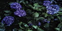 花 フラワー 写真 紫 パープルの壁紙 輸入 カスタム壁紙 PHOTOWALL / Purple Flower (e337219) 貼ってはがせるフリース壁紙(不織布) 【海外取寄せ商品】 【代引き・後払い不可】