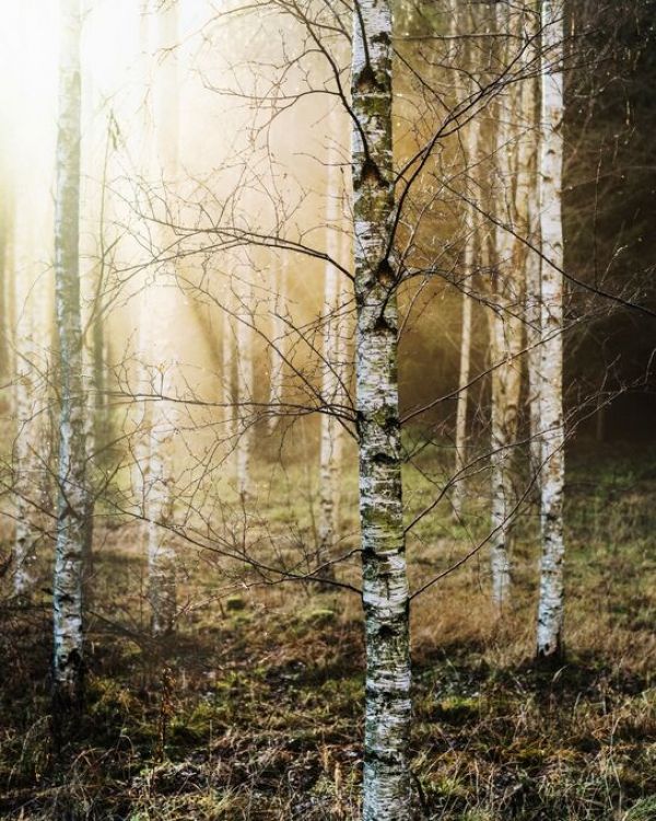     ɻ ͢ ɻ PHOTOWALL / Light in the Woods (e85141) ŽäƤϤե꡼ɻ(Կ) ڳ󤻾ʡ ʧԲġ