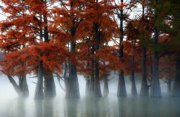 風景 湖 霧 赤 レッド 紅葉 楓 の壁紙 輸入 カスタム壁紙 PHOTOWALL / Cypress Trees (e85476) 貼ってはがせるフリース壁紙(不織布) 【海外取寄せ商品】 【代引き・後払い不可】