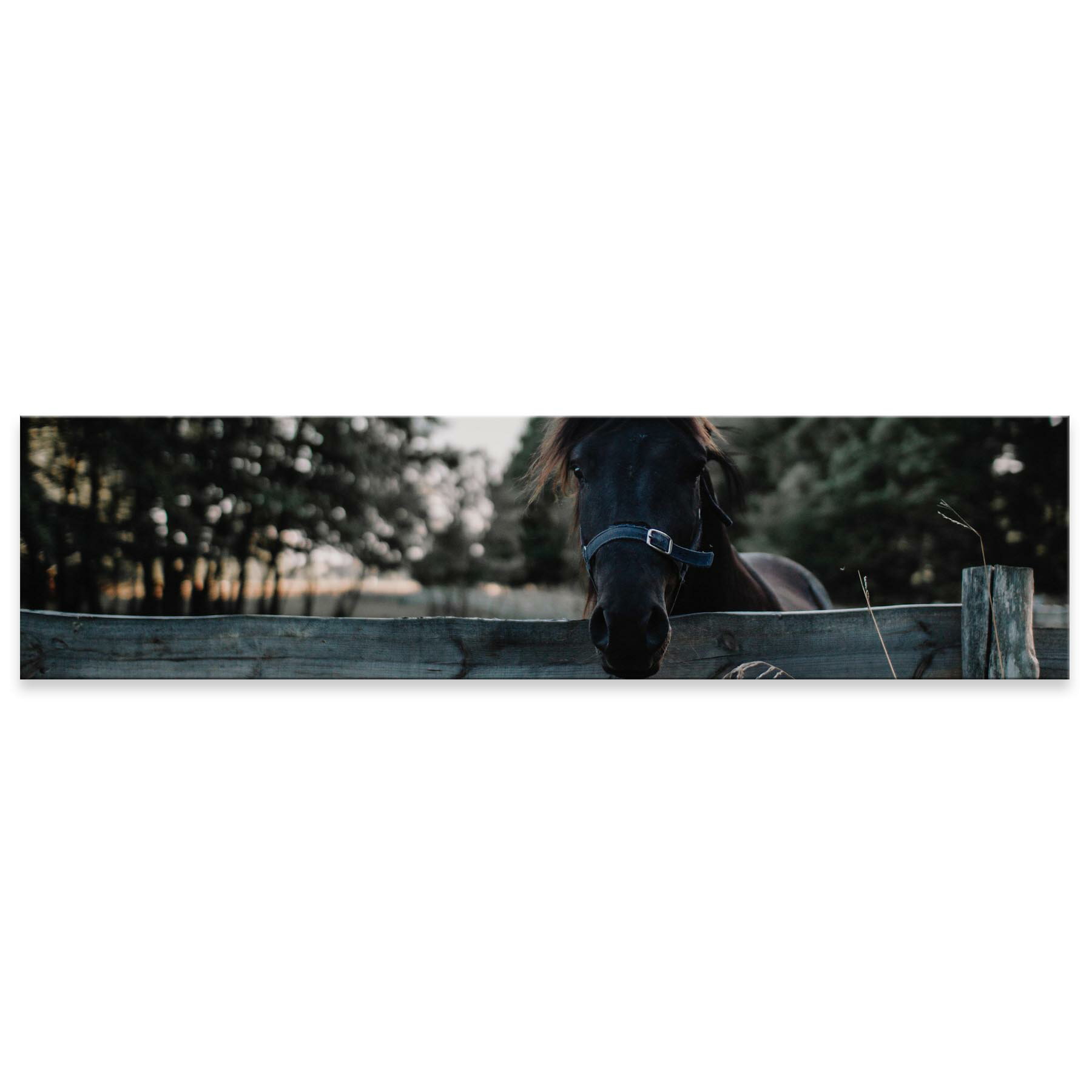 アートパネル ワイドサイズ widesize 横長 絵 絵画 飾り 1200mmx300mm フォト 壁掛け 木枠 インテリア おしゃれ アート 馬　動物　写真　023442