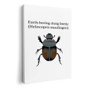 A[gpl G G  IׂTCY 594~841mm A1 _  ʐ^ tHg CeA  020025  Dung Beetle tRKV