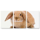 アートパネル 3連 3枚セット 絵 絵画 飾り igsticker 594mmx420mm A2 フォト 壁掛け 木枠 インテリア おしゃれ 001112 うさぎ 動物