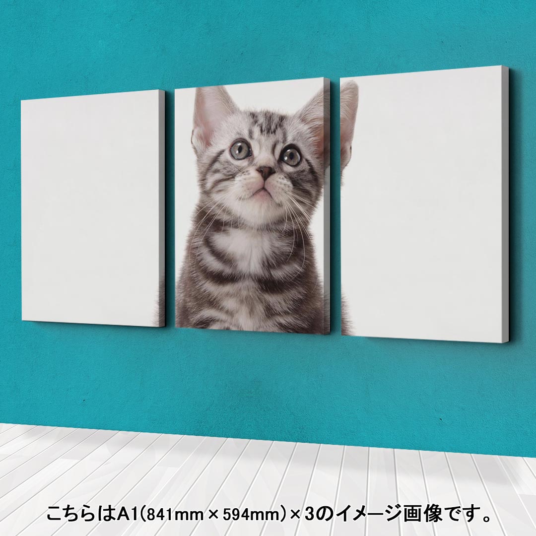アートパネル 3連 3枚セット 絵 絵画 飾り igsticker 594mmx420mm A2 フォト 壁掛け 木枠 インテリア おしゃれ 001070 猫　アメリカンショートヘア 2