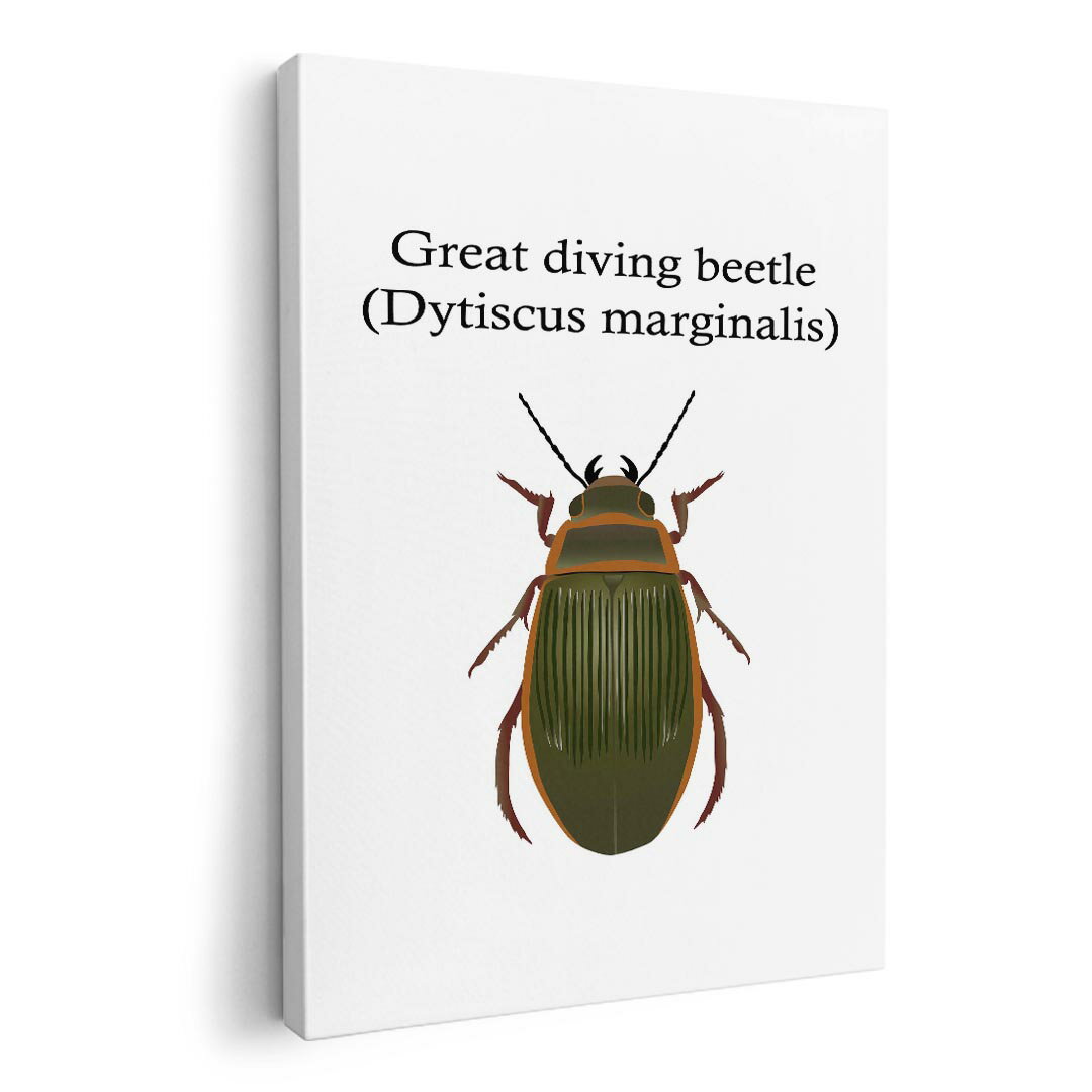 アートパネル 絵 絵画 飾り 選べるサイズ 420×594 mm A2 モダン 玄関 写真 フォト インテリア おしゃれ 020026 虫 great diving beetle エゾゲンゴロウ