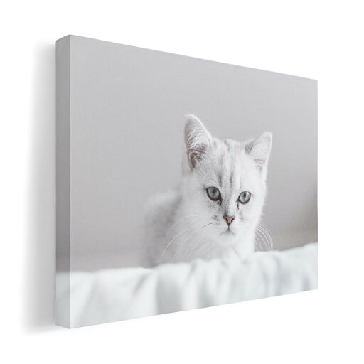 アートパネル 絵 絵画 飾り 選べるサイズ 420×297 mm A3 モダン 玄関 写真 フォト インテリア おしゃれ 023093 猫 ねこ 動物 写真 アートパネル 絵 絵画 飾り 選べるサイズ 420×297 mm A3 モダン 玄関 写真 フォト インテリア おしゃれ 023093 猫 ねこ 動物 写真