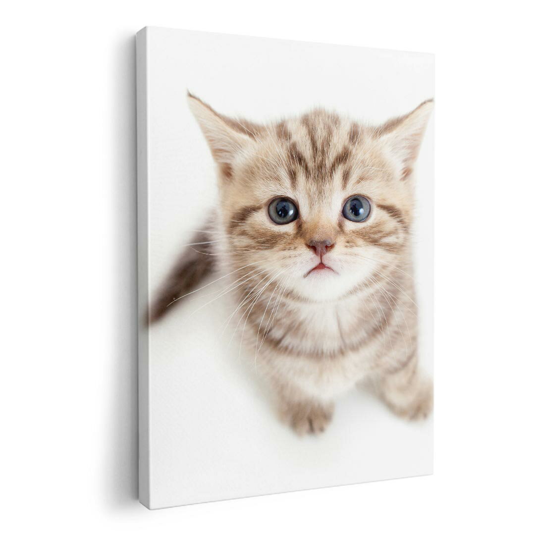 アートパネル 絵 絵画 飾り 選べるサイズ 210×297 mm A4 モダン 玄関 写真 フォト インテリア おしゃれ 001194 ネコ　動物