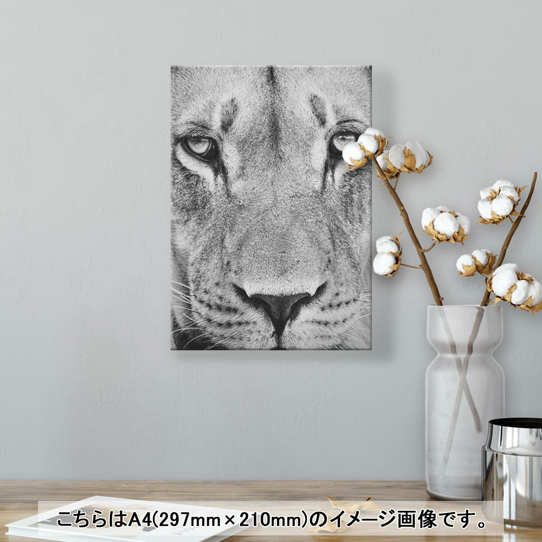 アートパネル 絵 絵画 飾り 選べるサイズ 210×297 mm A4 モダン 玄関 写真 フォト インテリア おしゃれ 001051 ライオン　動物 2