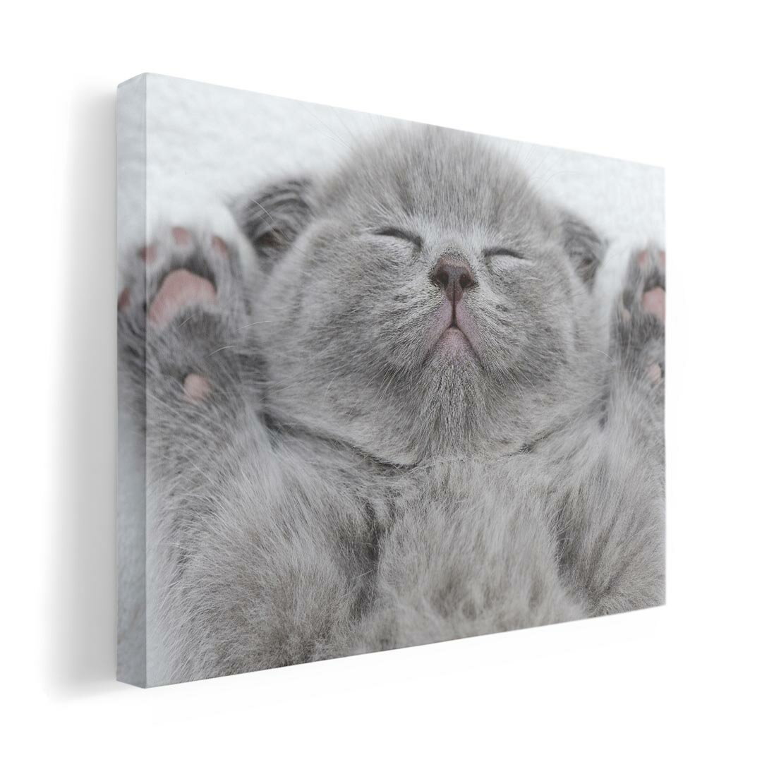 アートパネル 絵 絵画 飾り 選べるサイズ 210×297 mm A4 モダン 玄関 写真 フォト インテリア おしゃれ 011682 猫　動物　写真