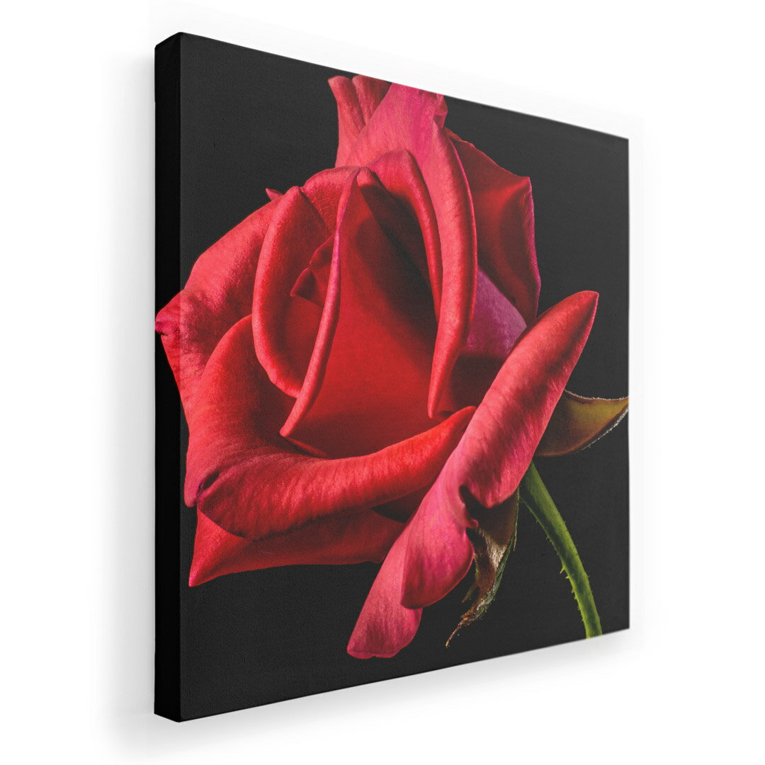 Rakuten - アートパネル 絵 絵画 飾り 選べるサイズ 455×455mm 正方 スクエア モダン 玄関 写真 フォト インテリア おしゃれ 018330 写真 バラ