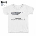 tシャツ キッズ 半袖 白地 デザイン 90 100 110 120 130 140 150 Tシャツ ティーシャツ T shirt 019742 海の生物 マッコウクジラ sperm whale(4)