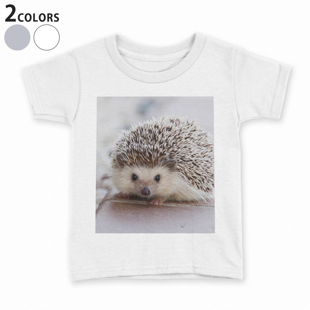 tシャツ キッズ 半袖 白地 デザイン 150 サイズ Tシャツ ティーシャツ T shirt 023434 ハリネズミ　動物　写真