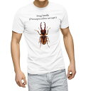 TVc Y  zCg O[ fUC S M L XL 2XL TVc eB[Vc T shirt 020006 stag beetle NK^V