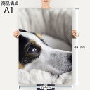 ポスター ウォールステッカー シール式ステッカー 飾り 594×841mm A1 写真 フォト 壁 インテリア おしゃれ 剥がせるwall sticker poster 022865 犬　写真 3