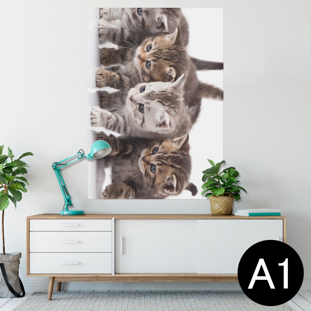 ポスター ウォールステッカー シール式ステッカー 飾り 594×841mm A1 写真 フォト 壁 インテリア おしゃれ 　剥がせる wall sticker poster 005928 写真　動物　猫　ねこ