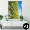 ポスター ウォールステッカー シール式ステッカー 飾り 594×841mm A1 写真 フォト 壁 インテリア おしゃれ 剥がせるwall sticker poster 007936 写真 花 向日葵 ひまわり