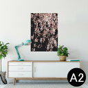 ポスター ウォールステッカー シール式ステッカー 飾り 420×594mm A2 写真 フォト 壁 インテリア おしゃれ 剥がせる wall sticker poster 005308 桜 ピンク 黒