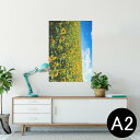 ポスター ウォールステッカー シール式ステッカー 飾り 420×594mm A2 写真 フォト 壁 インテリア おしゃれ 剥がせる wall sticker poster 007936 写真 花 向日葵 ひまわり