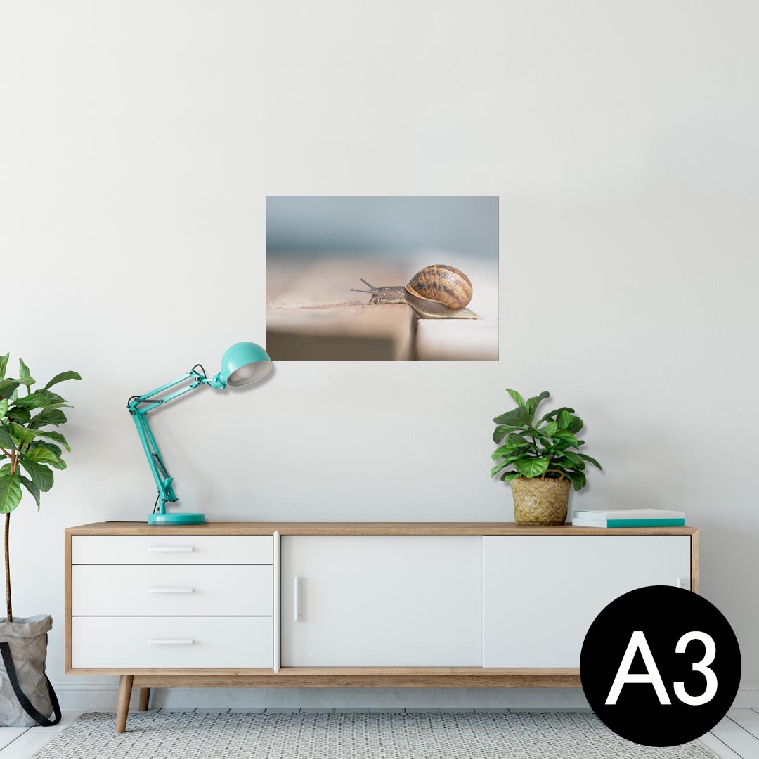 ポスター ウォールステッカー シール式ステッカー 飾り 297×420mm A3 写真 フォト 壁 インテリア おしゃれ 剥がせる wall sticker poster 023810 かたつむり　写真