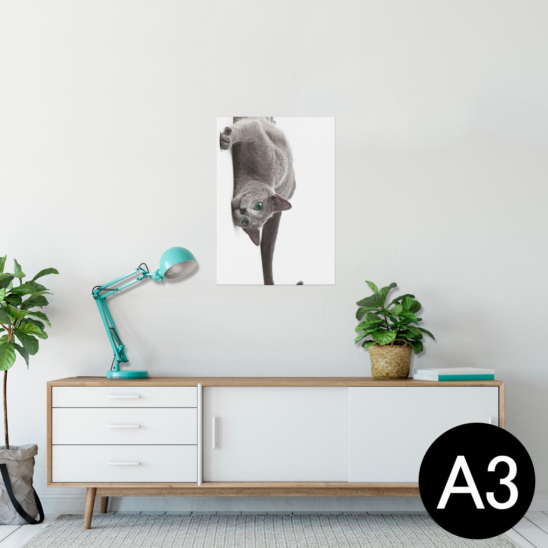 ポスター ウォールステッカー シール式ステッカー 飾り 297×420mm A3 写真 フォト 壁 インテリア おしゃれ 　剥がせる wall sticker poster 005907 写真　動物　猫　ねこ