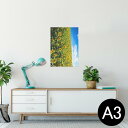ポスター ウォールステッカー シール式ステッカー 飾り 297×420mm A3 写真 フォト 壁 インテリア おしゃれ 剥がせる wall sticker poster 007936 写真 花 向日葵 ひまわり