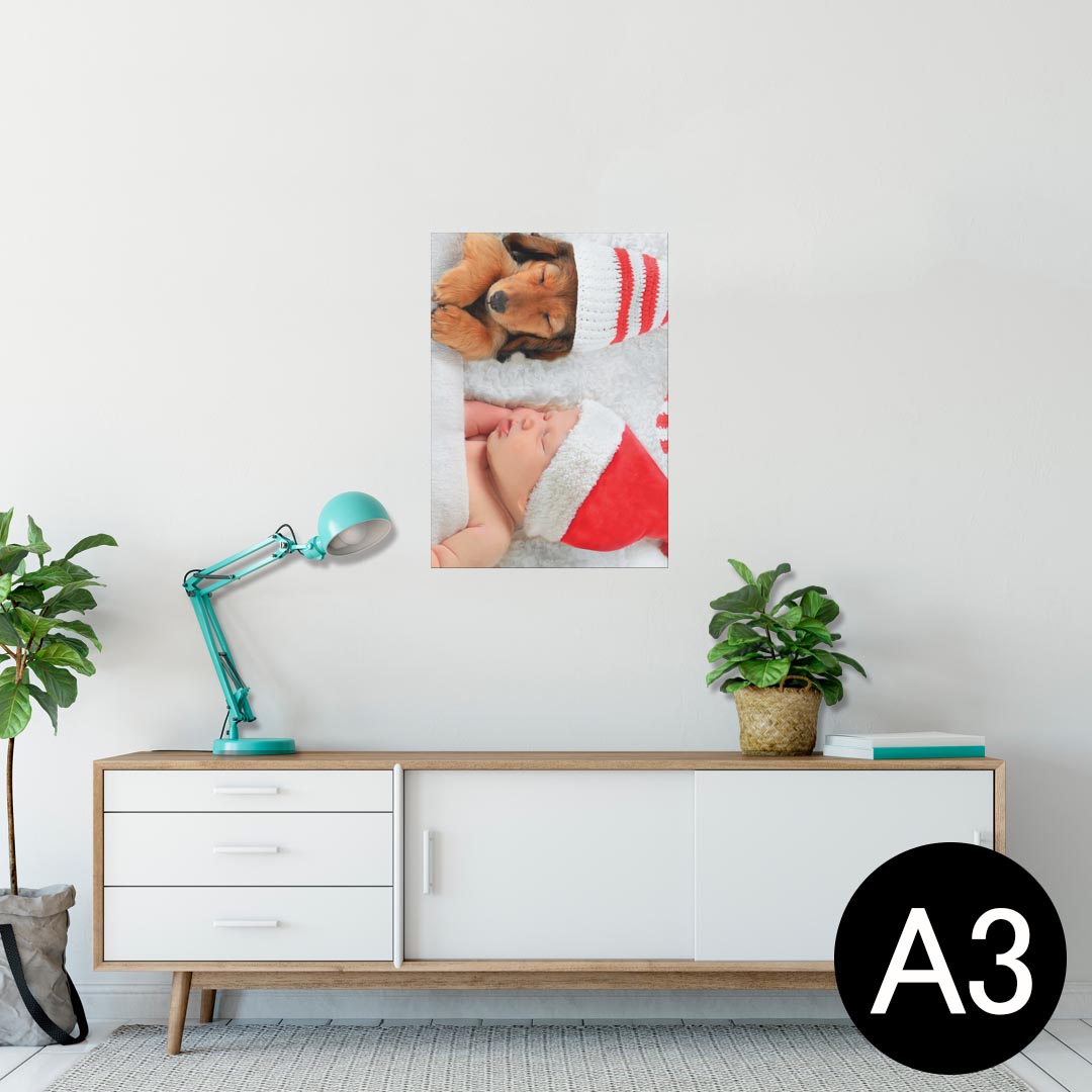 ポスター ウォールステッカー シール式ステッカー 飾り 297×420mm A3 写真 フォト 壁 インテリア おしゃれ 剥がせる wall sticker poster 008803 写真 犬 冬 赤