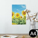 ポスター ウォールステッカー シール式ステッカー 飾り 210×297mm A4 写真 フォト 壁 インテリア おしゃれ 剥がせる wall sticker poster 002501 花 ひまわり 写真