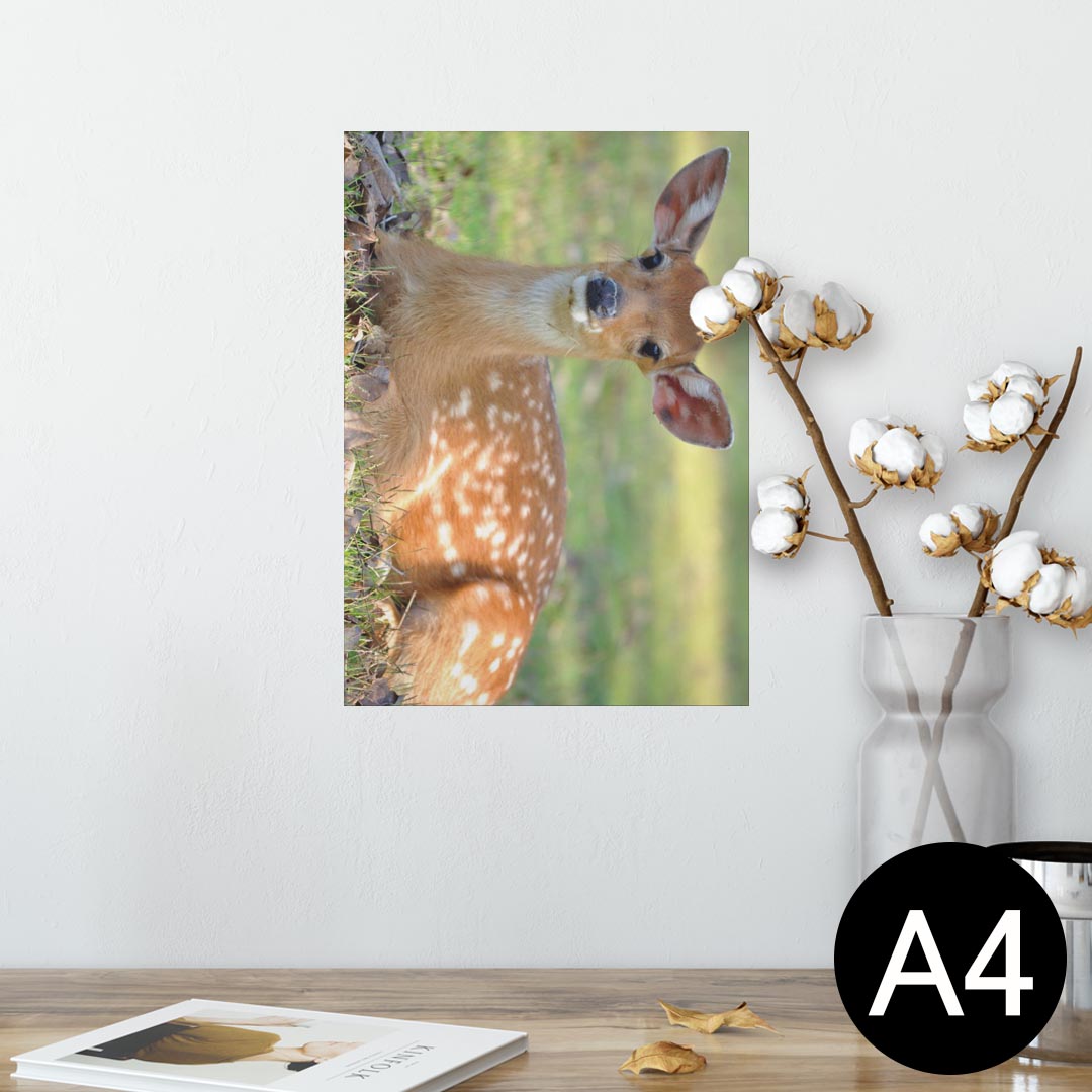 ポスター ウォールステッカー シール式ステッカー 飾り 210×297mm A4 写真 フォト 壁 インテリア おしゃれ 剥がせる wall sticker poster 002579 鹿　動物　写真