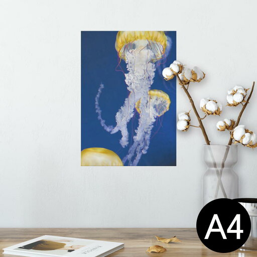 ポスター ウォールステッカー シール式ステッカー 飾り 210×297mm A4 写真 フォト 壁 インテリア おしゃれ 剥がせる wall sticker poster 003306 クール くらげ 海 写真 ポスター ウォールステッカー シール式ステッカー 飾り 210×297mm A4 写真 フォト 壁 インテリア おしゃれ 剥がせる wall sticker poster 003306 クール くらげ 海 写真