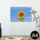 ポスター ウォールステッカー シール式ステッカー 飾り 210×297mm A4 写真 フォト 壁 インテリア おしゃれ 剥がせる wall sticker poster 023365 花 フラワー ひまわり 写真