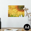 ポスター ウォールステッカー シール式ステッカー 飾り 210×297mm A4 写真 フォト 壁 インテリア おしゃれ 剥がせる wall sticker poster 023602 花 フラワー ひまわり