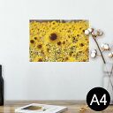 ポスター ウォールステッカー シール式ステッカー 飾り 210×297mm A4 写真 フォト 壁 インテリア おしゃれ 剥がせる wall sticker poster 025772 花 ひまわり畑 夏