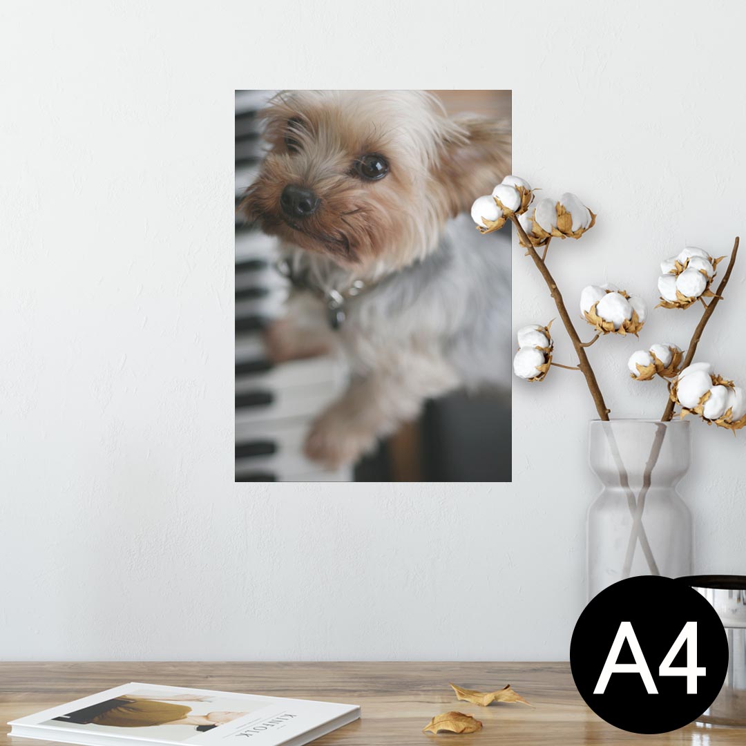 ポスター ウォールステッカー シール式ステッカー 飾り 210×297mm A4 写真 フォト 壁 インテリア おしゃれ 剥がせる wall sticker poster 004565 犬 写真 ピアノ