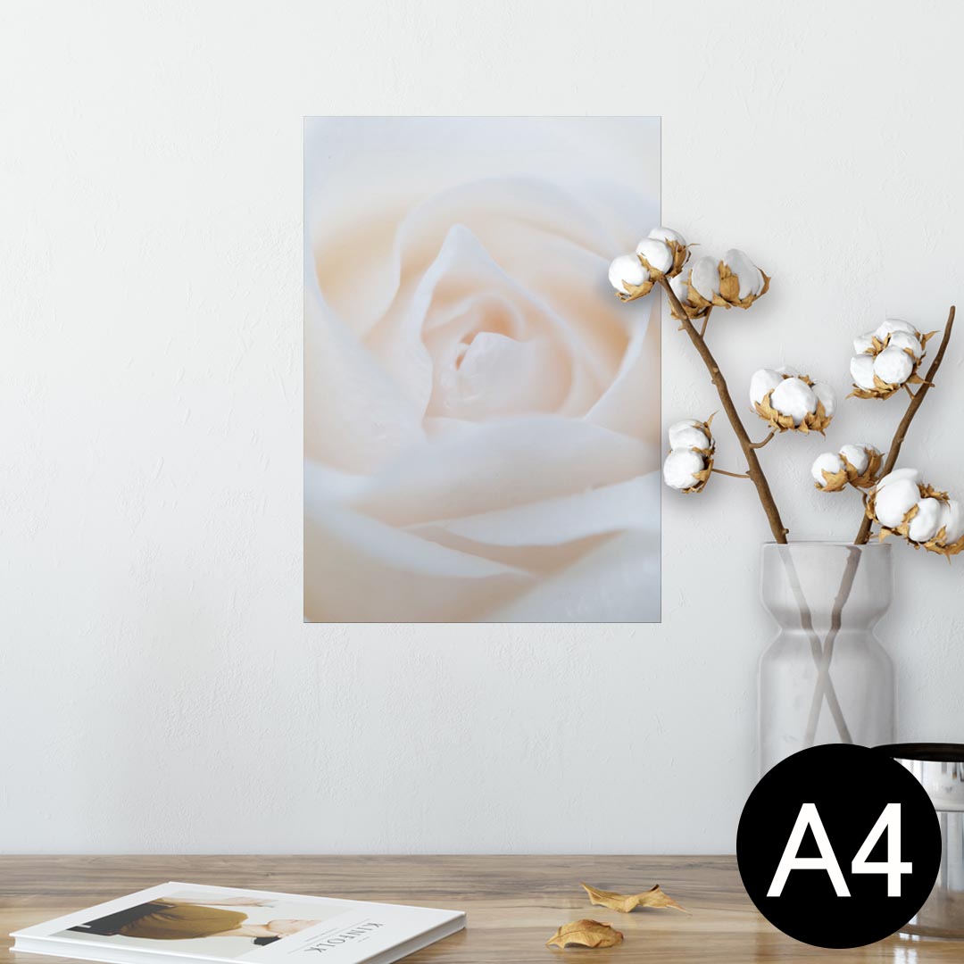 ポスター ウォールステッカー シール式ステッカー 飾り 210×297mm A4 写真 フォト 壁 インテリア おしゃれ 剥がせる wall sticker poster 005080 白　薔薇　写真