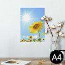 ポスター ウォールステッカー シール式ステッカー 飾り 210×297mm A4 写真 フォト 壁 インテリア おしゃれ 剥がせる wall sticker poster 005089 ひまわり 写真 太陽