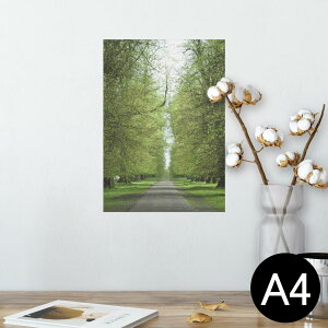 ポスター ウォールステッカー シール式ステッカー 飾り 210×297mm A4 写真 フォト 壁 インテリア おしゃれ 剥がせる wall sticker poster 005918 写真 夏 並木道