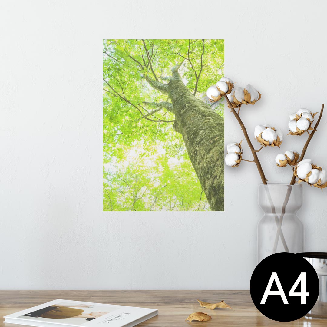 ポスター ウォールステッカー シール式ステッカー 飾り 210×297mm A4 写真 フォト 壁 インテリア おしゃれ 剥がせる wall sticker poster 009755 植物　緑　写真