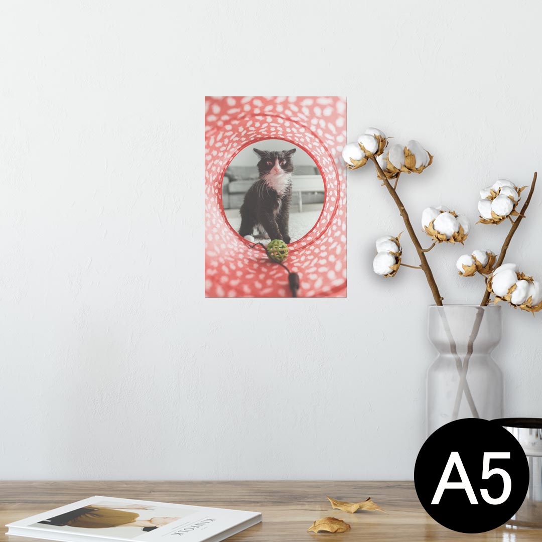 ポスター ウォールステッカー シール式ステッカー 飾り 148×210mm A5 写真 フォト 壁 インテリア おしゃれ 剥がせる wall sticker poster 023080 猫　ねこ　動物　写真