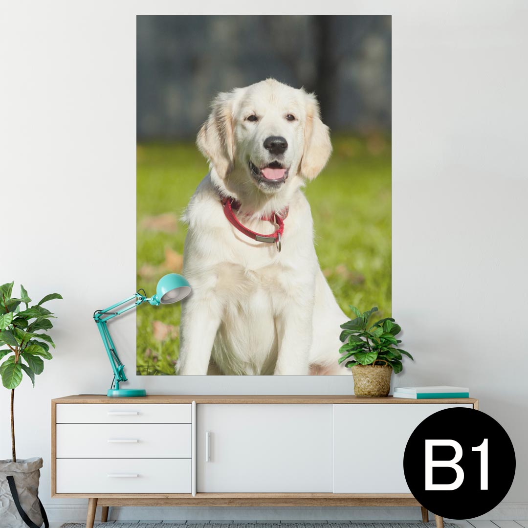 ポスター ウォールステッカー シール式ステッカー 飾り 728×1030mm B1 写真 フォト 壁 インテリア おしゃれ 　剥がせる wall sticker poster 002665 犬　動物　写真