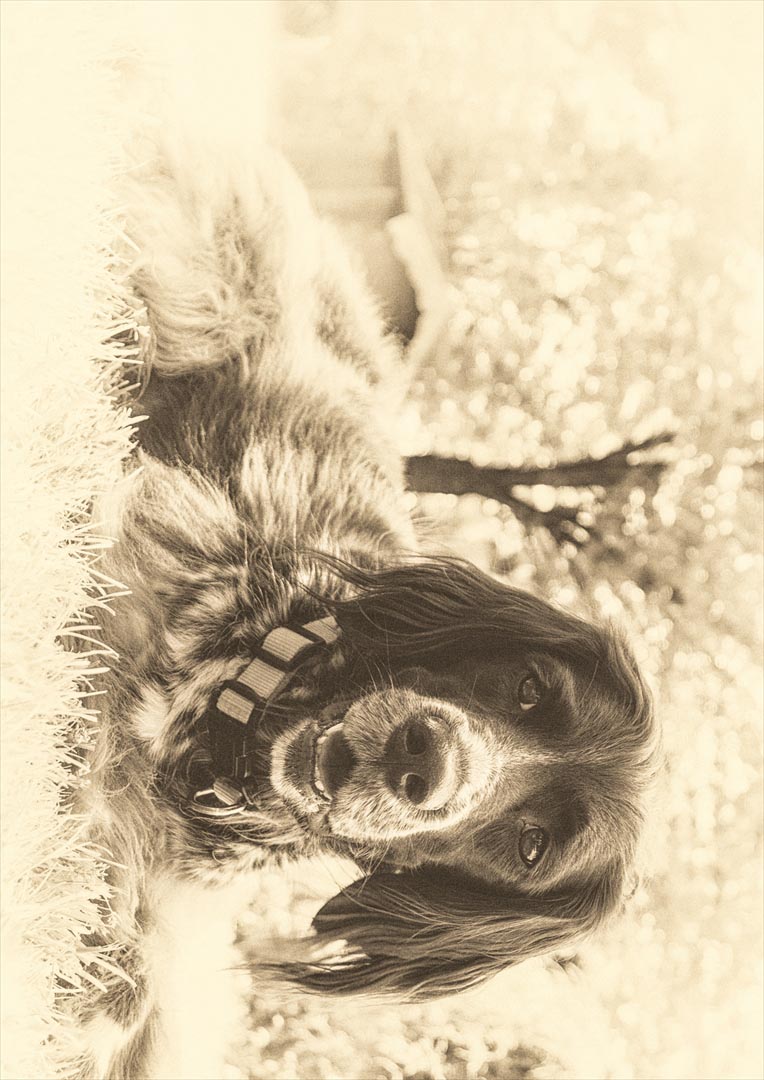 ポスター ウォールステッカー シール式ステッカー 飾り 728×1030mm B1 写真 フォト 壁 インテリア おしゃれ 　剥がせる wall sticker poster 023215 犬　セピア　動物