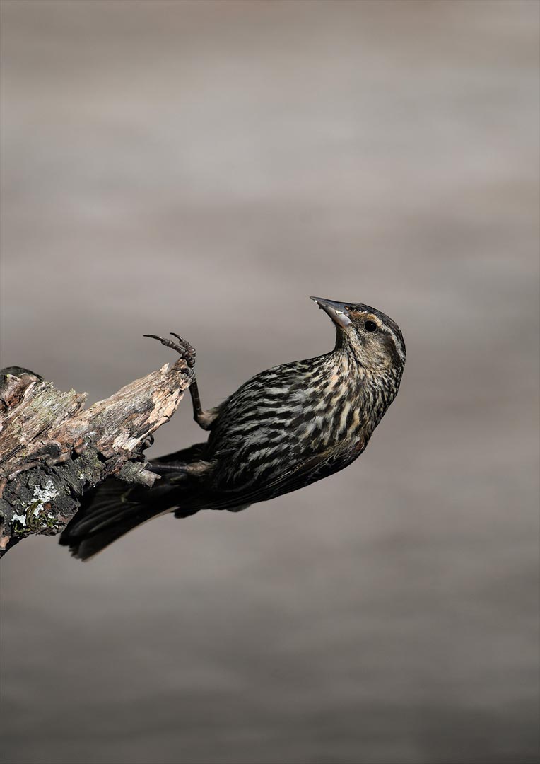 ポスター ウォールステッカー シール式ステッカー 飾り 728×1030mm B1 写真 フォト 壁 インテリア おしゃれ 　剥がせる wall sticker poster 023718 鳥　動物　アニマル