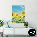 ポスター ウォールステッカー シール式ステッカー 飾り 515×728mm B2 写真 フォト 壁 インテリア おしゃれ 剥がせる wall sticker poster 002501 花 ひまわり 写真