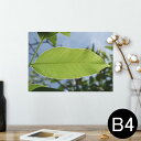 ポスター ウォールステッカー シール式ステッカー 飾り 257×364mm B4 写真 フォト 壁 インテリア おしゃれ 剥がせる wall sticker poster 025900 植物 葉 空