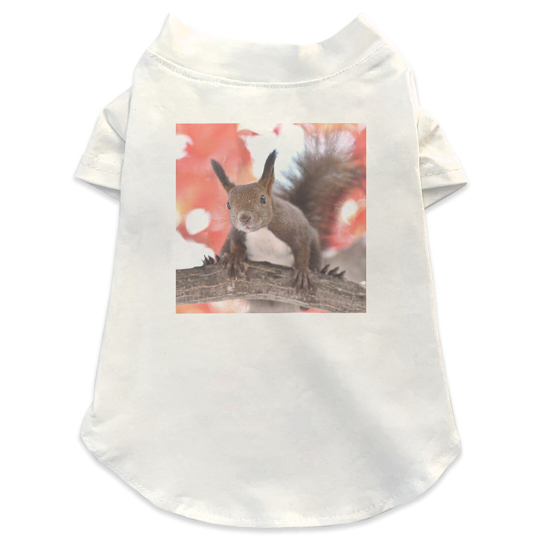 ������T����� ���٤�5size ������ µ���� Ⱦµ �ۥ磻�� �ǥ����� T shirt XS S M L XL �ڥåȥ����� �ڥå��� �����奢�� �������...