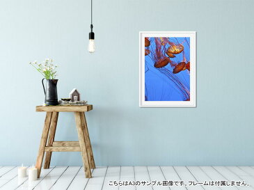 ポスター ウォールステッカー シール式ステッカー 飾り 297×420mm A3 写真 フォト 壁 インテリア おしゃれ 　剥がせる wall sticker poster 003327 くらげ　海　写真