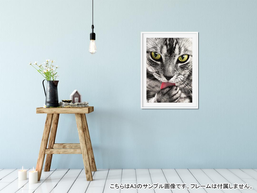 ポスター ウォールステッカー シール式ステッカー 飾り 515×728mm B2 写真 フォト 壁 インテリア おしゃれ 剥がせる wall sticker poster 023078 猫　ねこ　動物　写真