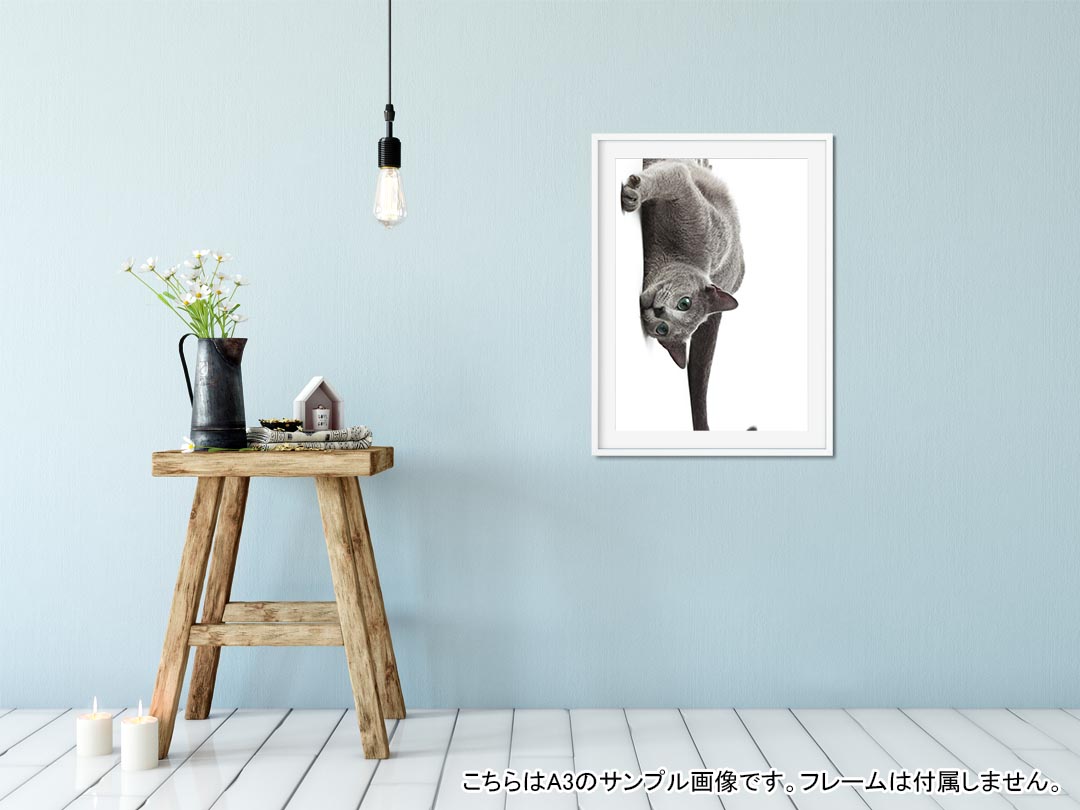 ポスター ウォールステッカー シール式ステッカー 飾り 182×257mm B5 写真 フォト 壁 インテリア おしゃれ 　剥がせる wall sticker poster 005907 写真　動物　猫　ねこ