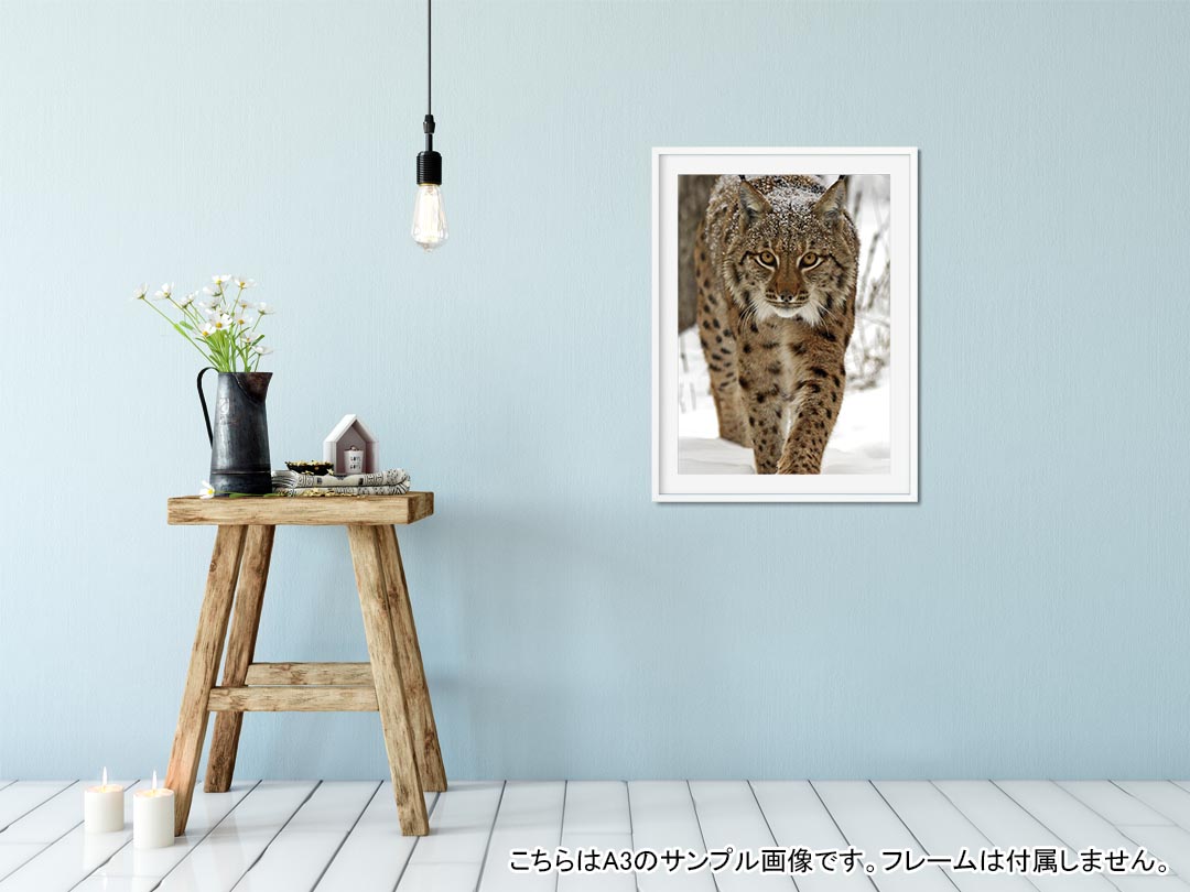 ポスター ウォールステッカー シール式ステッカー 飾り 210×297mm A4 写真 フォト 壁 インテリア おしゃれ 剥がせる wall sticker poster 006779 写真　動物　雪 kabekore-10125971 kabeコレ サンプル画像2