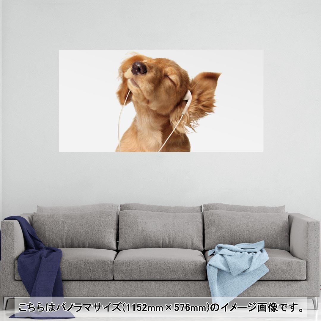 ポスター ウォールステッカー ポステッカー パノラマサイズ ポスターステッカー シール式ステッカー 飾り 1152mm×576mm 写真 フォト 壁 インテリア おしゃれ 剥がせる wall sticker poster 001245 犬　ダックスフント　動物