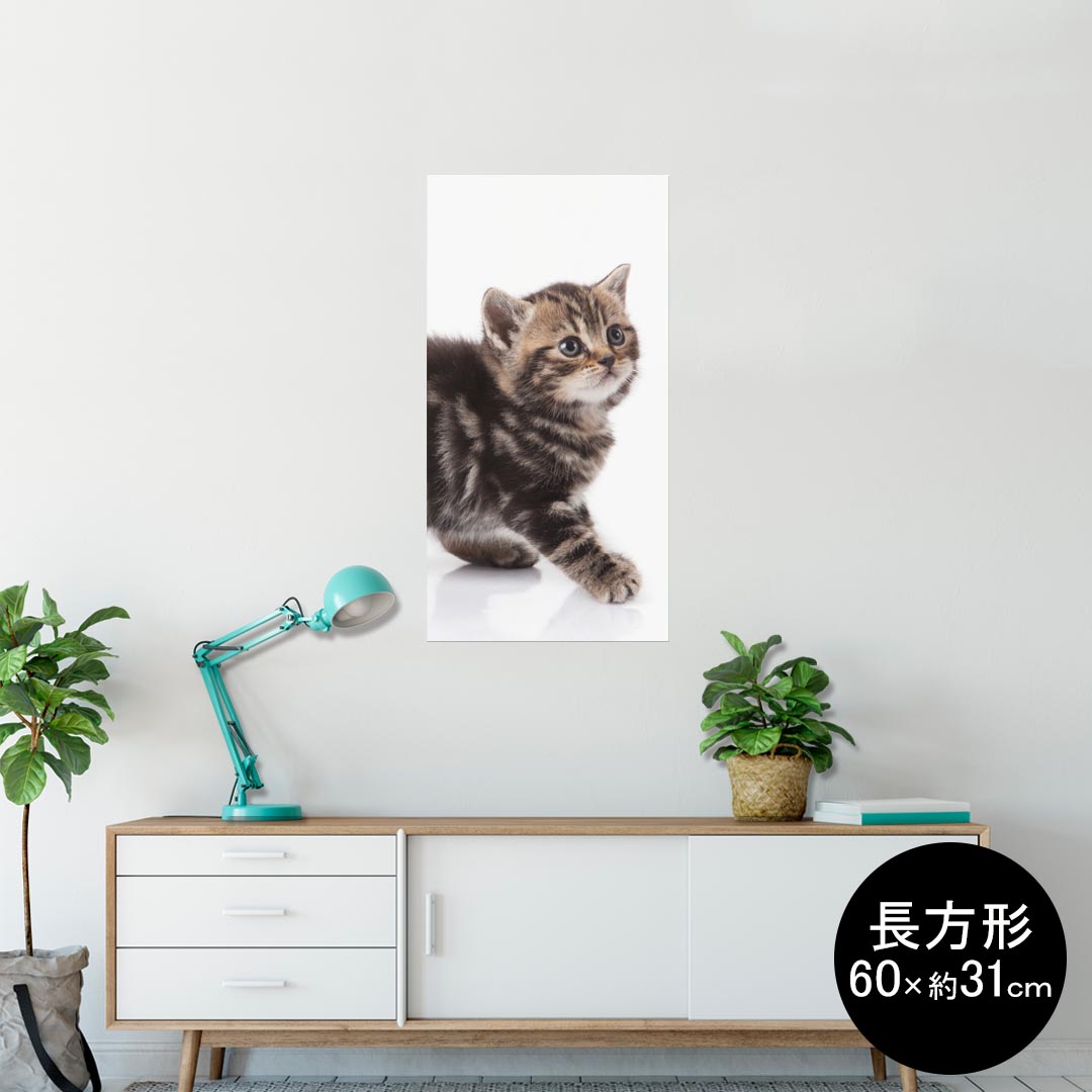 ポスター ウォールステッカー 長方形 シール式ステッカー 飾り 60×31cm Msize 壁 インテリア おしゃれ　剥がせる wall sticker poster 005930 アニマル 写真　動物　猫　ねこ